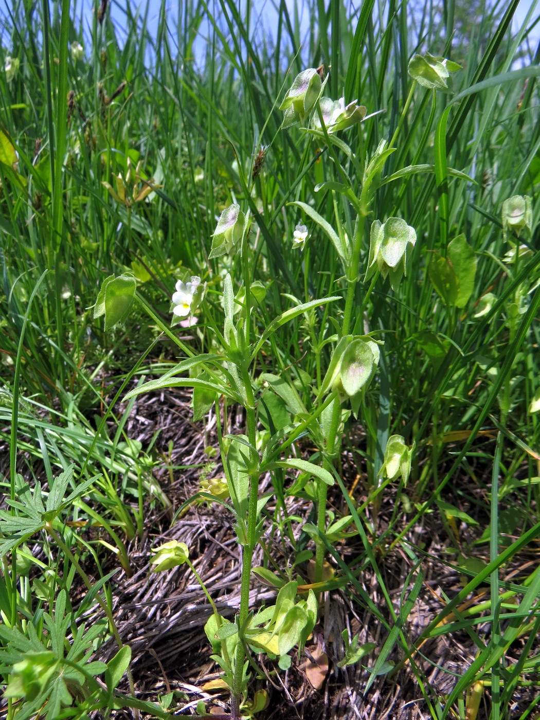 Image of Viola occulta specimen.