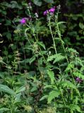 Carduus crispus