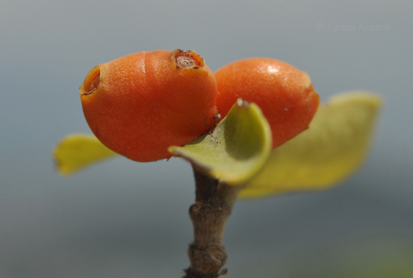 Изображение особи Gynochthodes parvifolia.