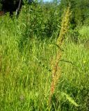 Rumex crispus. Цветущее растение. Коми, г. Печора, пустырь. 07.07.2010.