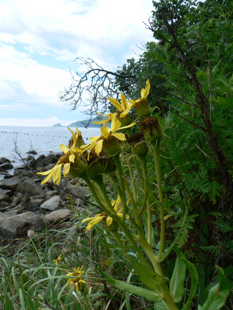 Image of Senecio pseudoarnica specimen.