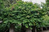 Combretum indicum