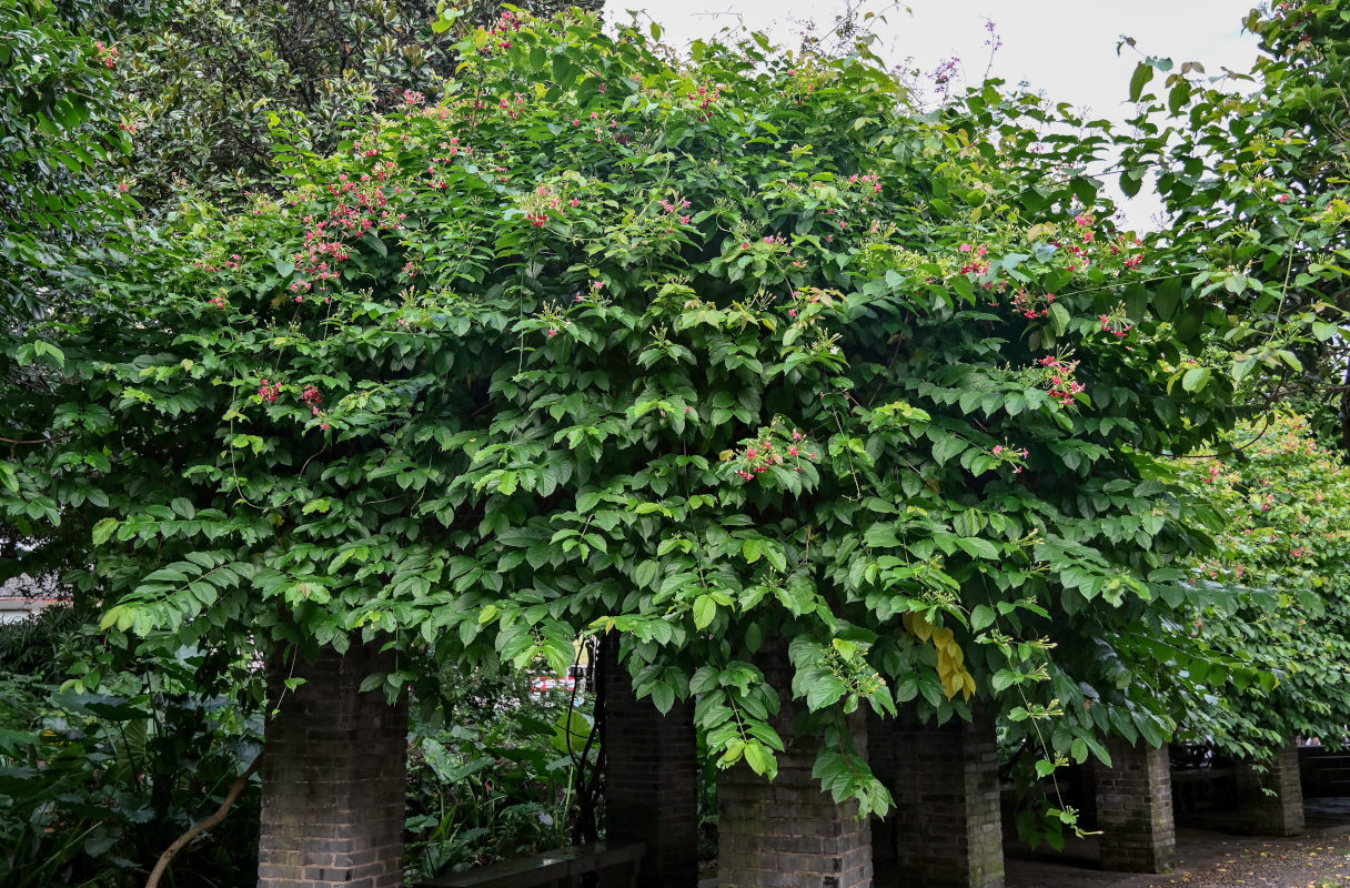 Image of Combretum indicum specimen.