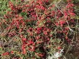 Ephedra dahurica. \"Плодоносящее\" растение. Бурятия, горные склоны Хамар-Дабана у Ю-З побережья оз. Гусиное. 16 августа 2005 г.