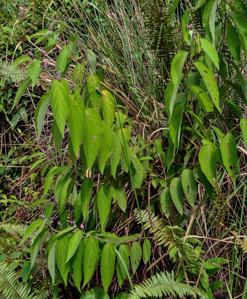Image of Helicteres hirsuta specimen.