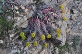 Euphorbia myrsinites