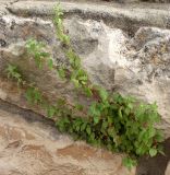 Parietaria lusitanica. Цветущее растение на каменной стенке. Израиль, г. Кирьят-Оно. 19.02.2011.