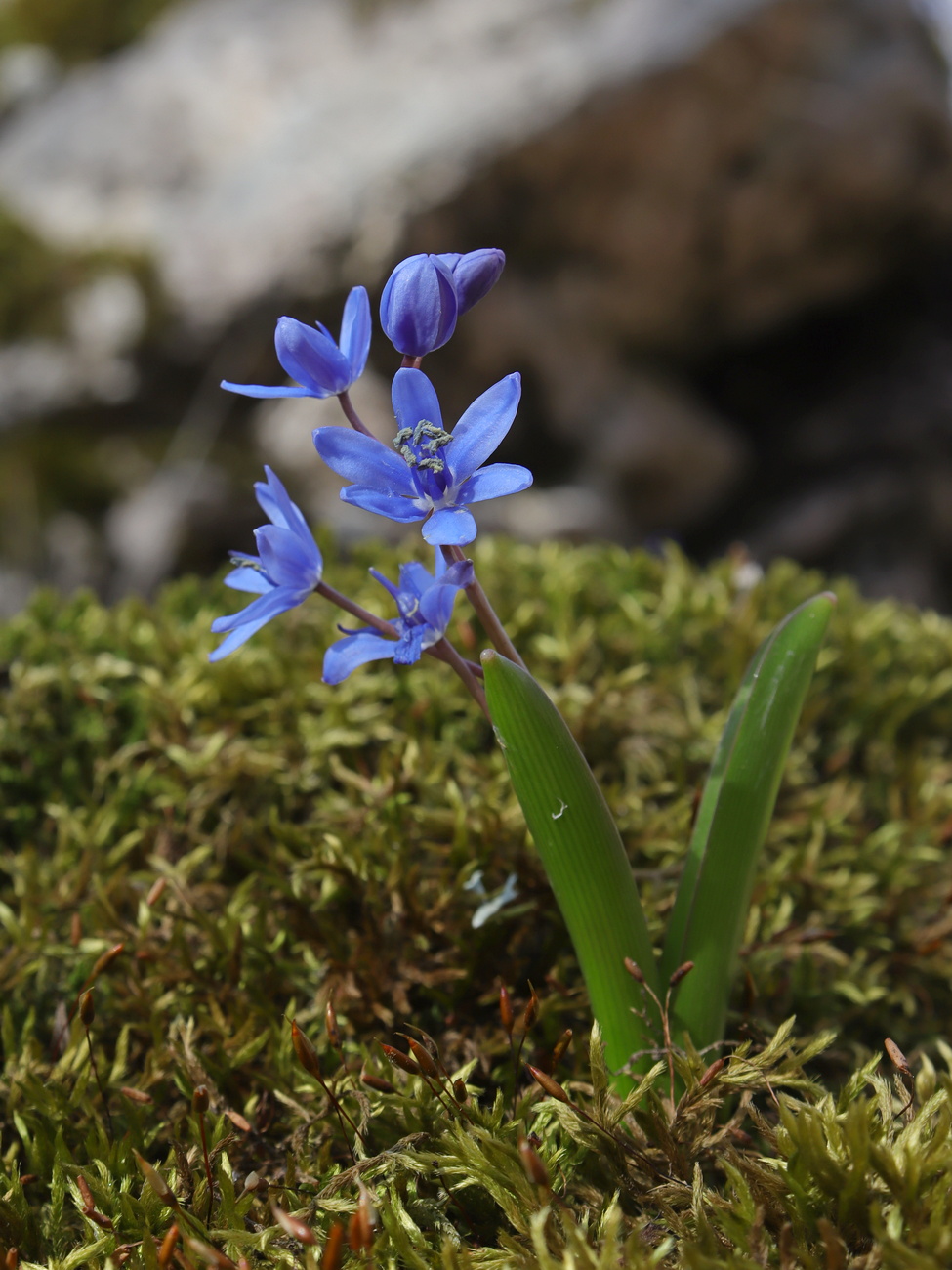 Image of Scilla bifolia specimen.