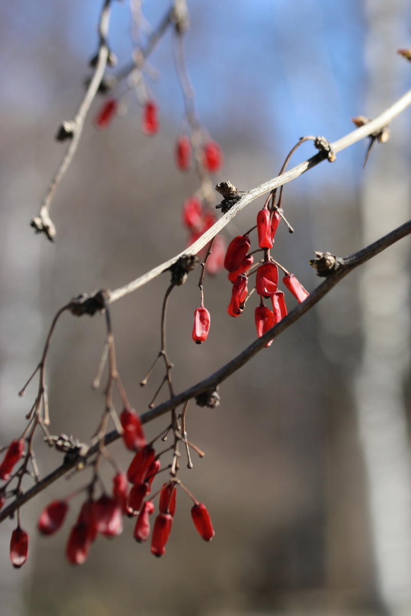 Изображение особи Berberis vulgaris.