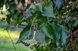 Hedera colchica