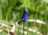 Muscari botryoides. Соцветие. Московская обл., Раменский р-н, окр. дер. Хрипань, садовый участок. 10.05.2025.