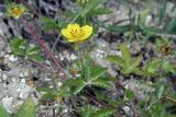 Potentilla reptans