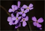 genus Hesperis