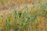 genus Strigosella. Цветущее и плодоносящее растение с притаившейся гусеницей. Таджикистан, Хатлонская обл., Джиликульский р-н, запов. \"Тигровая балка\", парковый туранговник. 13 апреля 2025 г.