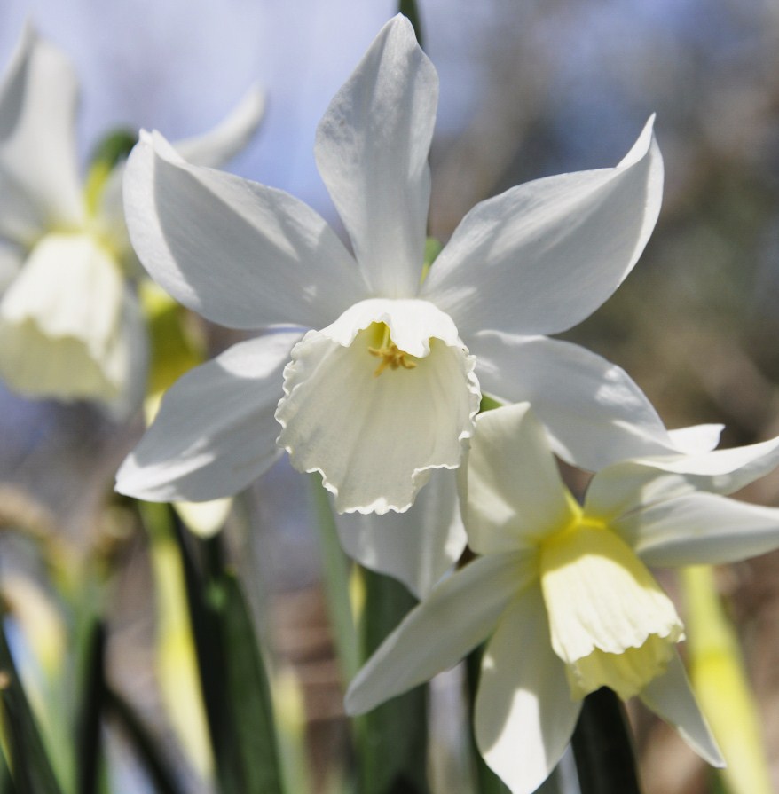 Image of Narcissus triandrus specimen.