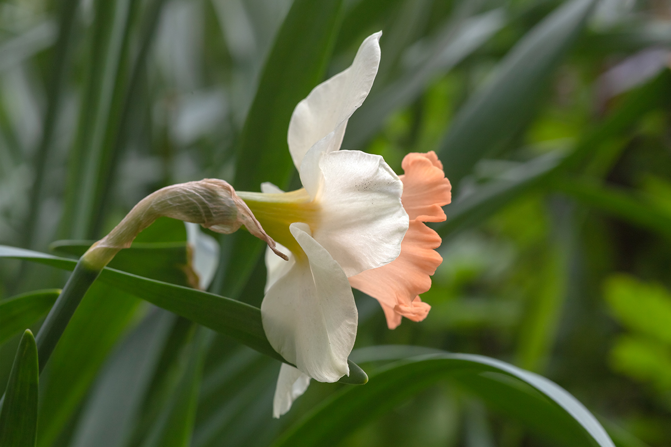 Image of genus Narcissus specimen.