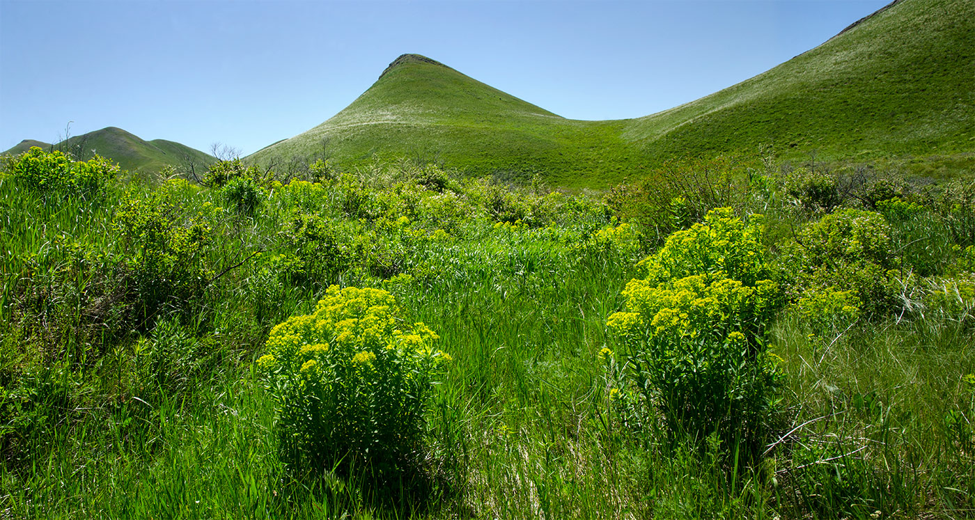 Image of genus Euphorbia specimen.