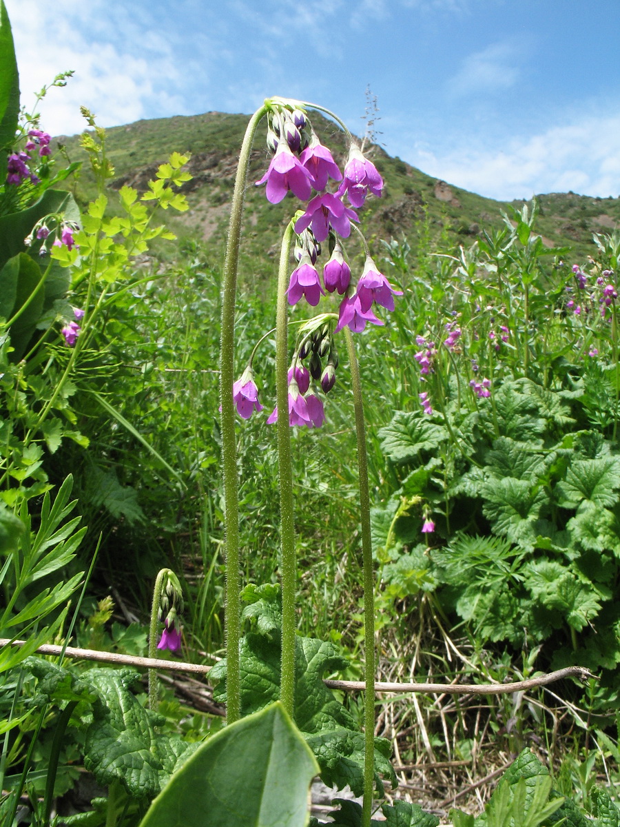 Image of Cortusa turkestanica specimen.