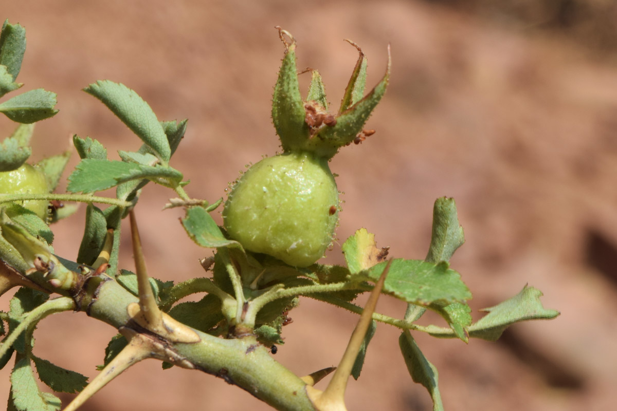 Image of Rosa fedtschenkoana specimen.