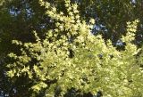 Acer palmatum