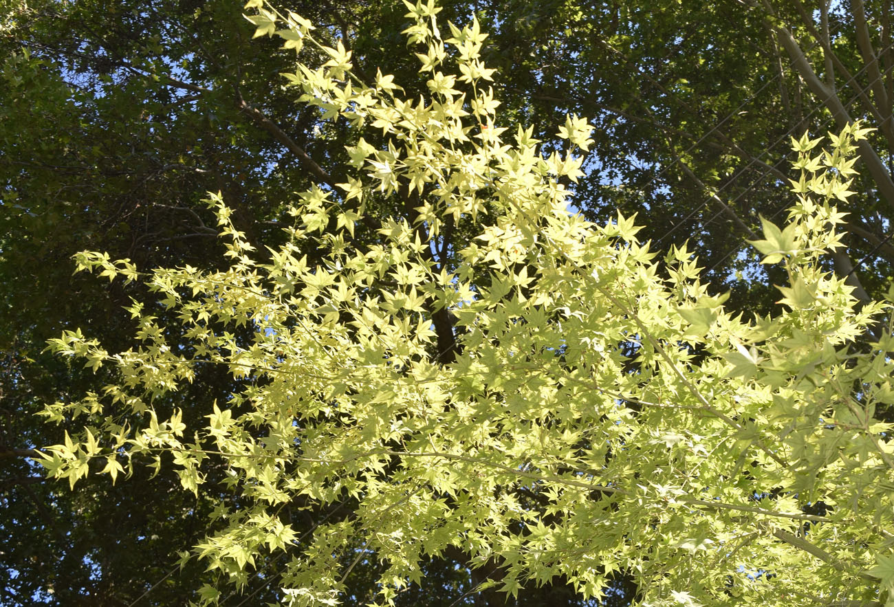Изображение особи Acer palmatum.