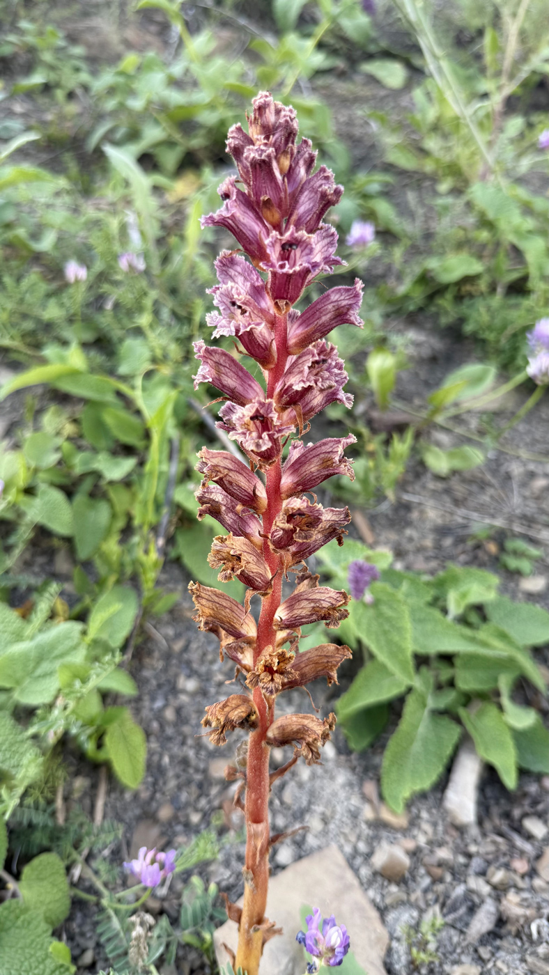 Image of Orobanche owerinii specimen.