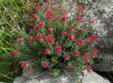 Rhodiola coccinea