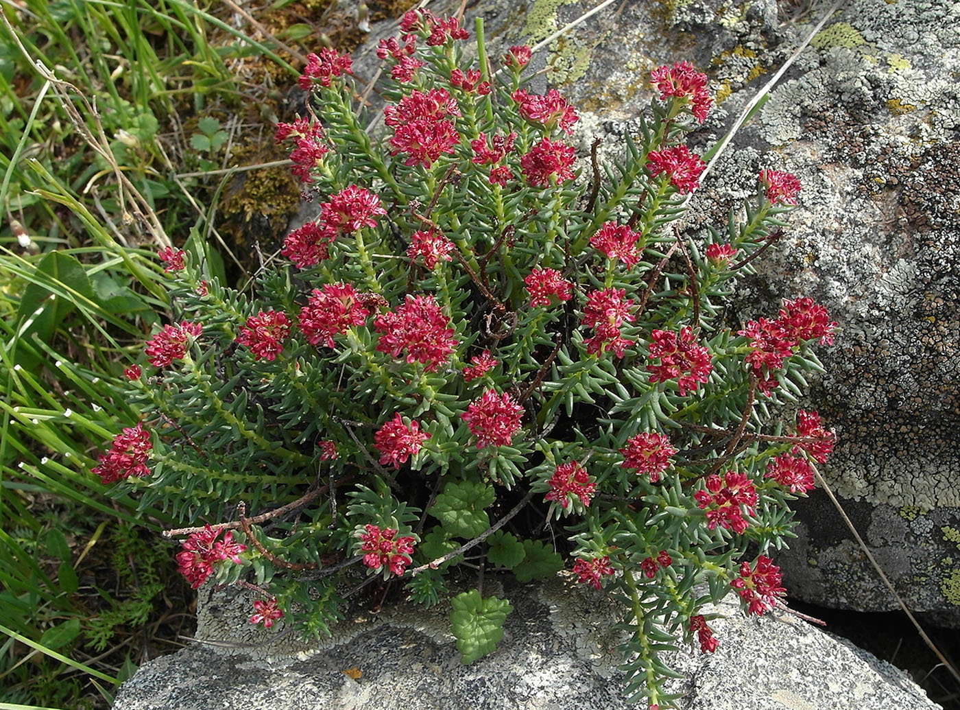 Image of Rhodiola coccinea specimen.