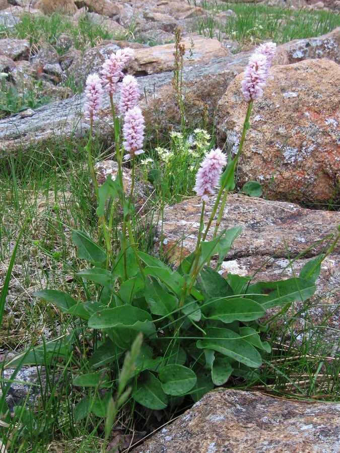 Изображение особи Bistorta officinalis.