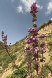 genus Phlomoides