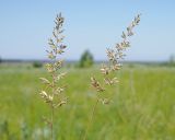 Koeleria macrantha. Соцветия. Ульяновская обл., Мелекесский р-н, дол. р. Бирля, ковыльно-разнотравная степь. 31.05.2024.