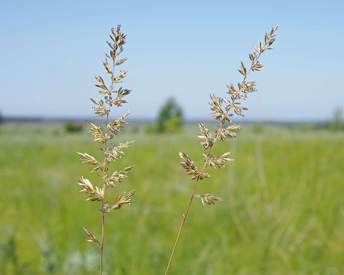 Image of Koeleria macrantha specimen.