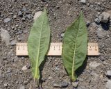 Senecio propinquus. Стеблевые листья с абаксиальной (слева) и адаксиальной стороны. Северная Осетия, Пригородный р-н, пер. Санибанский, ≈ 1900 м н.у.м., высокогорный луг. 31.07.2025.