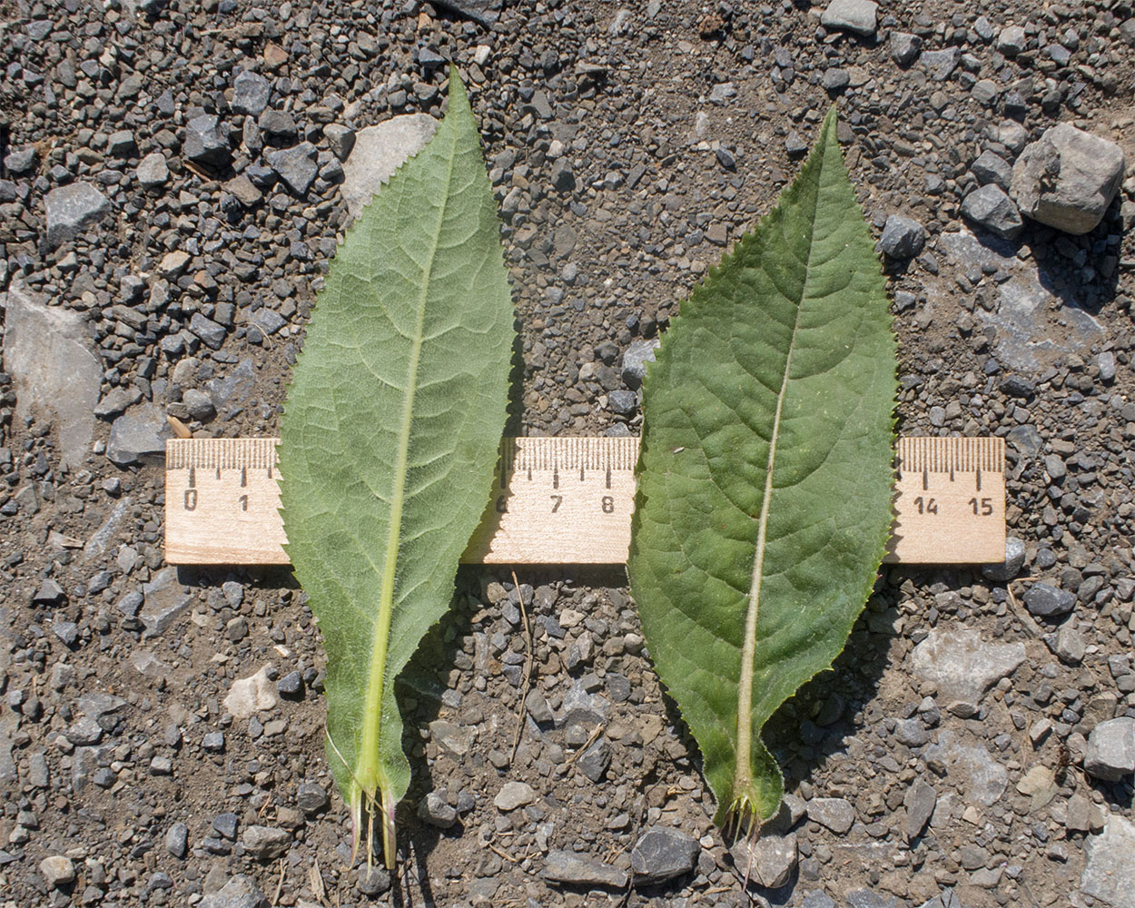 Изображение особи Senecio propinquus.