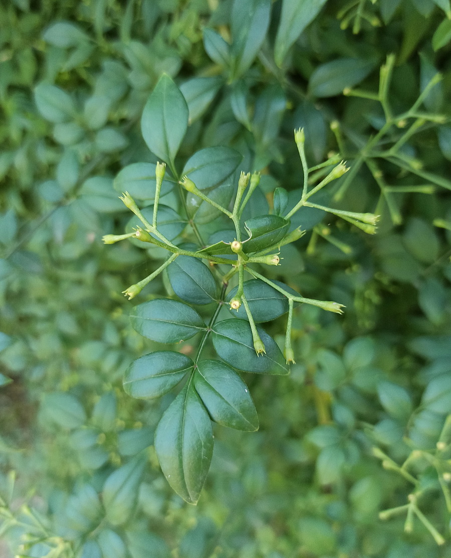Image of Jasminum floridum specimen.
