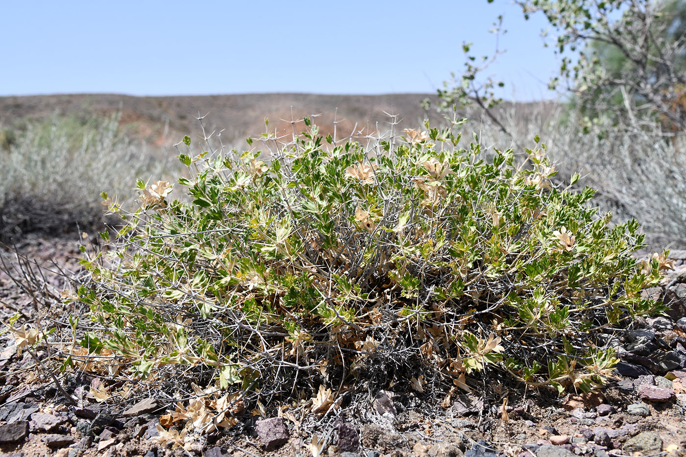 Изображение особи род Lagochilus.