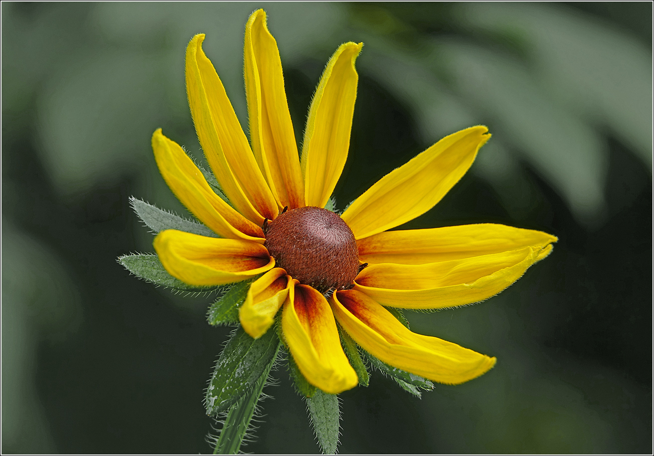 Изображение особи Rudbeckia hirta.
