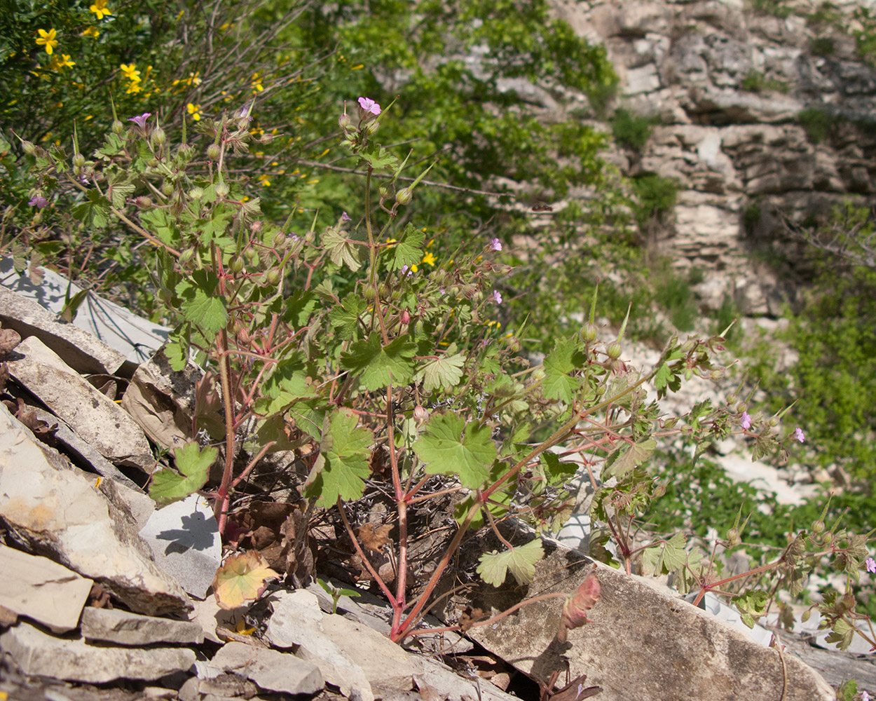 Image of Geranium rotundifolium specimen.