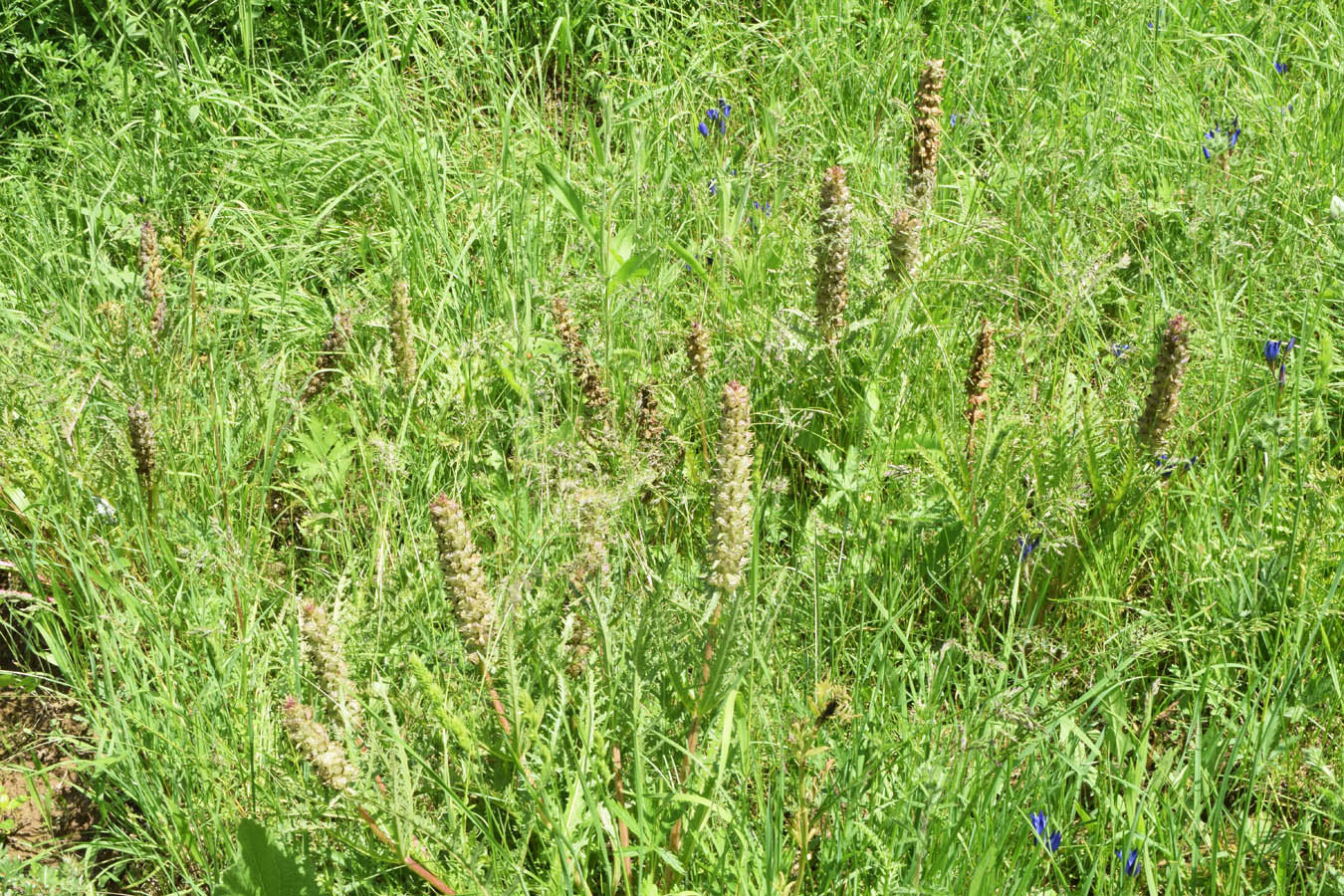 Image of Pedicularis olgae specimen.