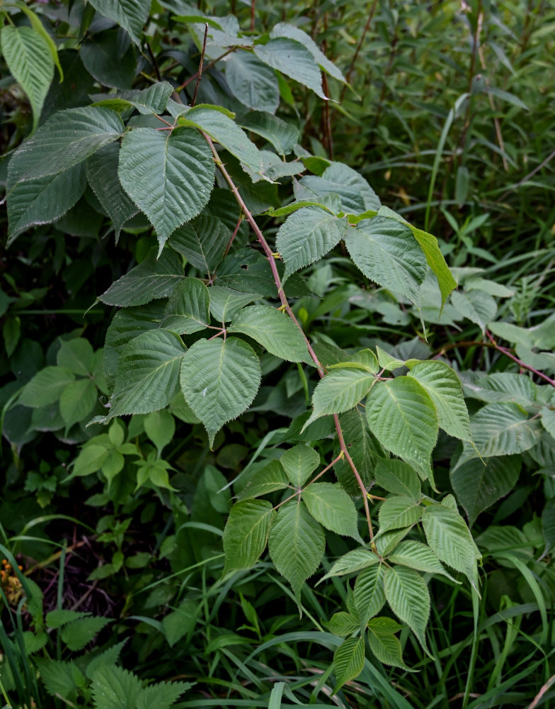Изображение особи Rubus nessensis.