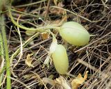 Astragalus henningii. Соплодие. Ульяновская обл., Мелекесский р-н, окр пос. Вишенка, Медвежий овраг, местами поросшая миндалём низким (Amygdalus nana) ковыльно-разнотравная степь на склоне. 06.06.2024.