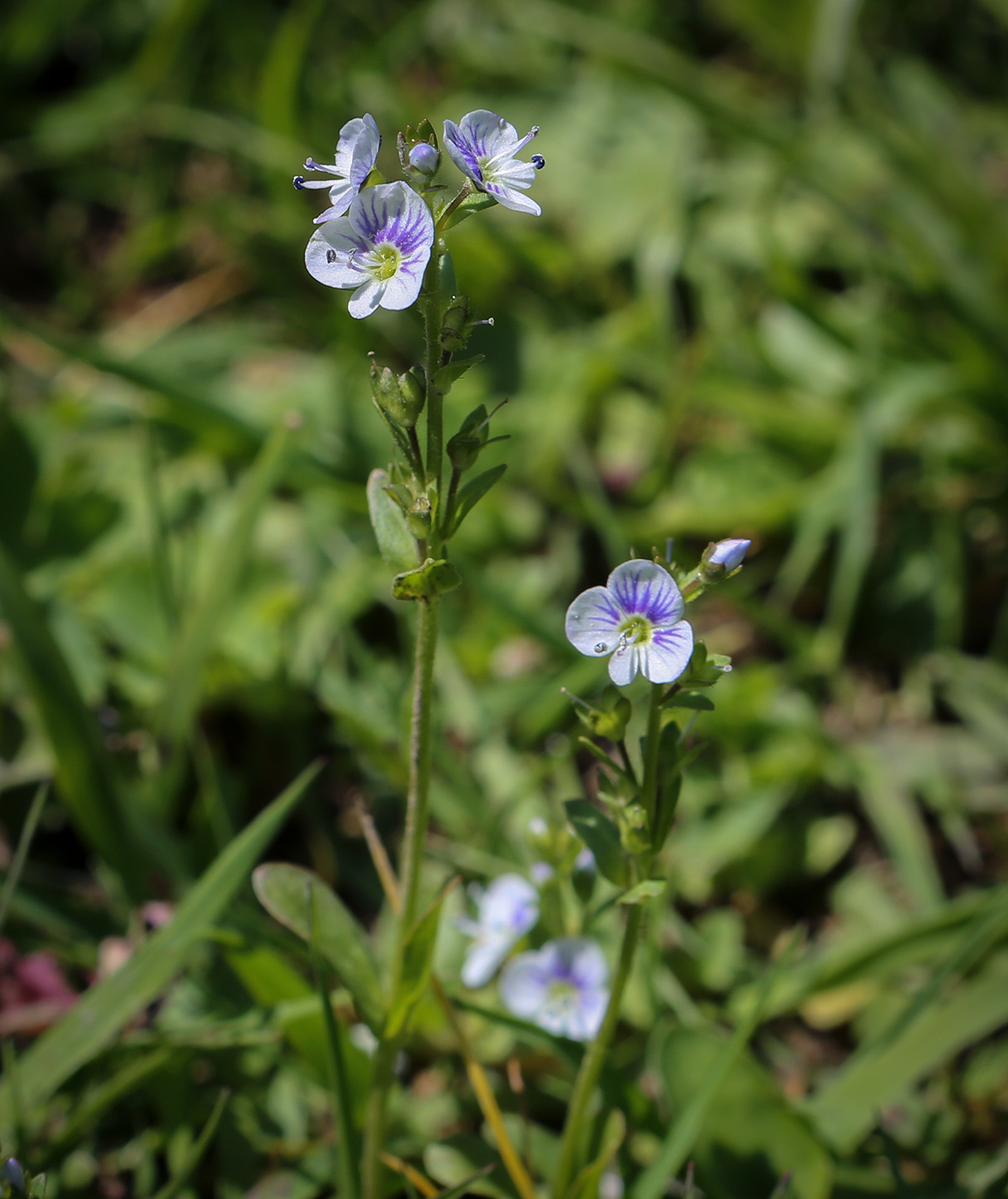 Image of Veronica serpyllifolia specimen.