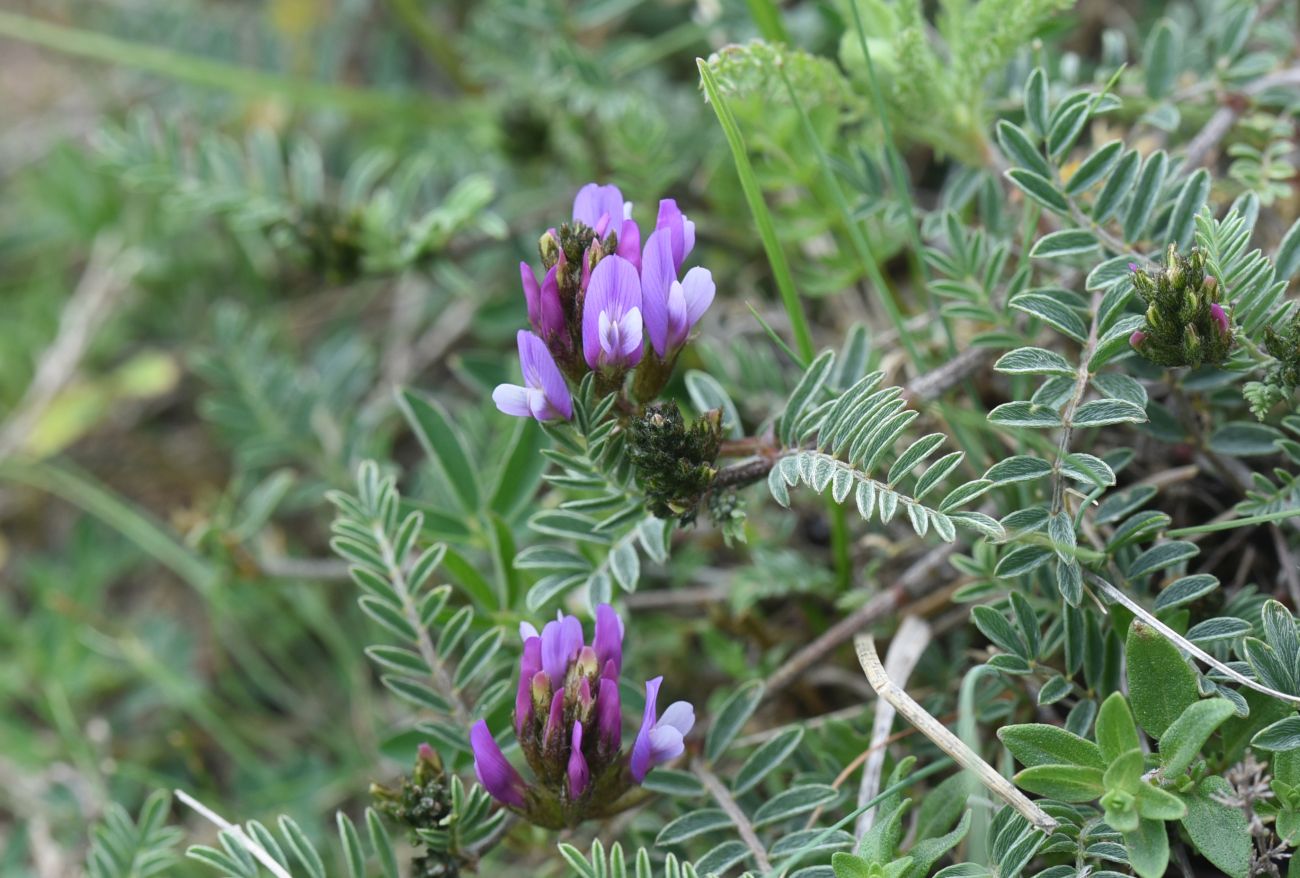 Image of genus Astragalus specimen.