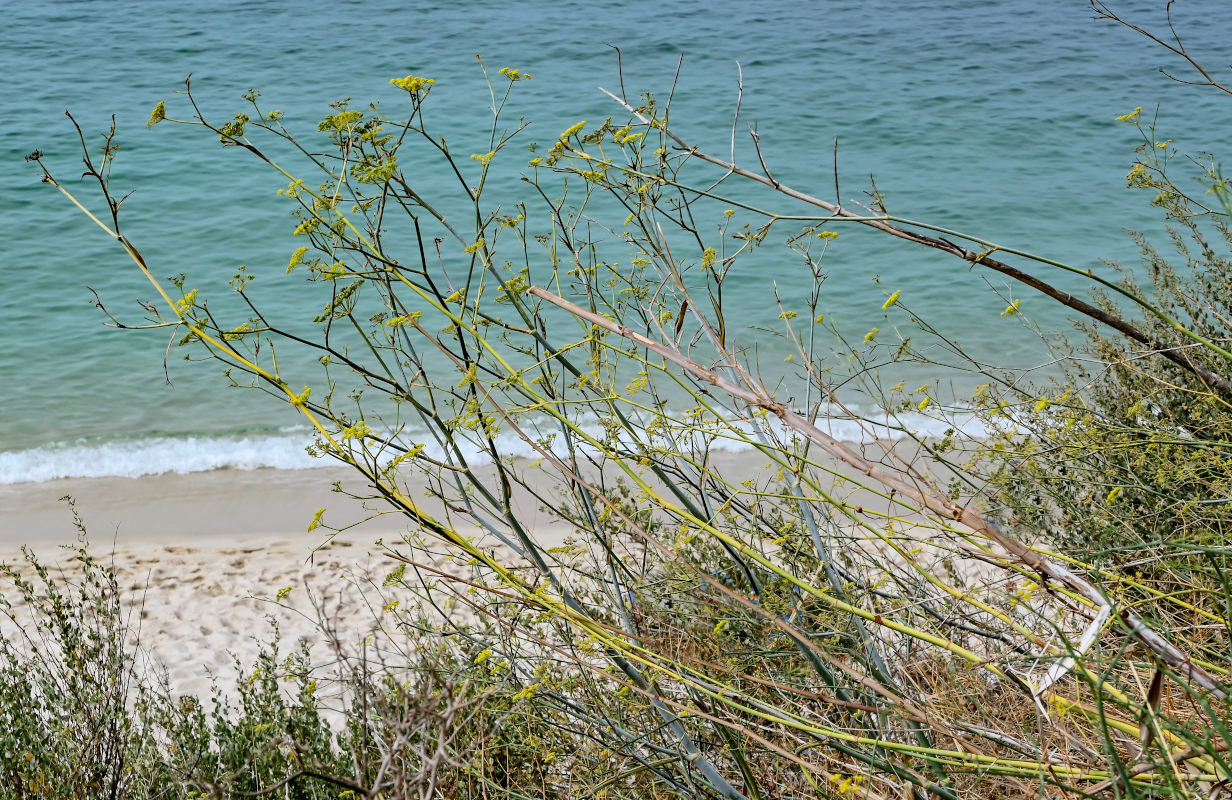 Image of Foeniculum vulgare specimen.