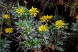 Euryops pectinatus