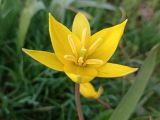 Tulipa biebersteiniana. ЛНР, Северодонецк, сквер Гоголя 03.04.2026.