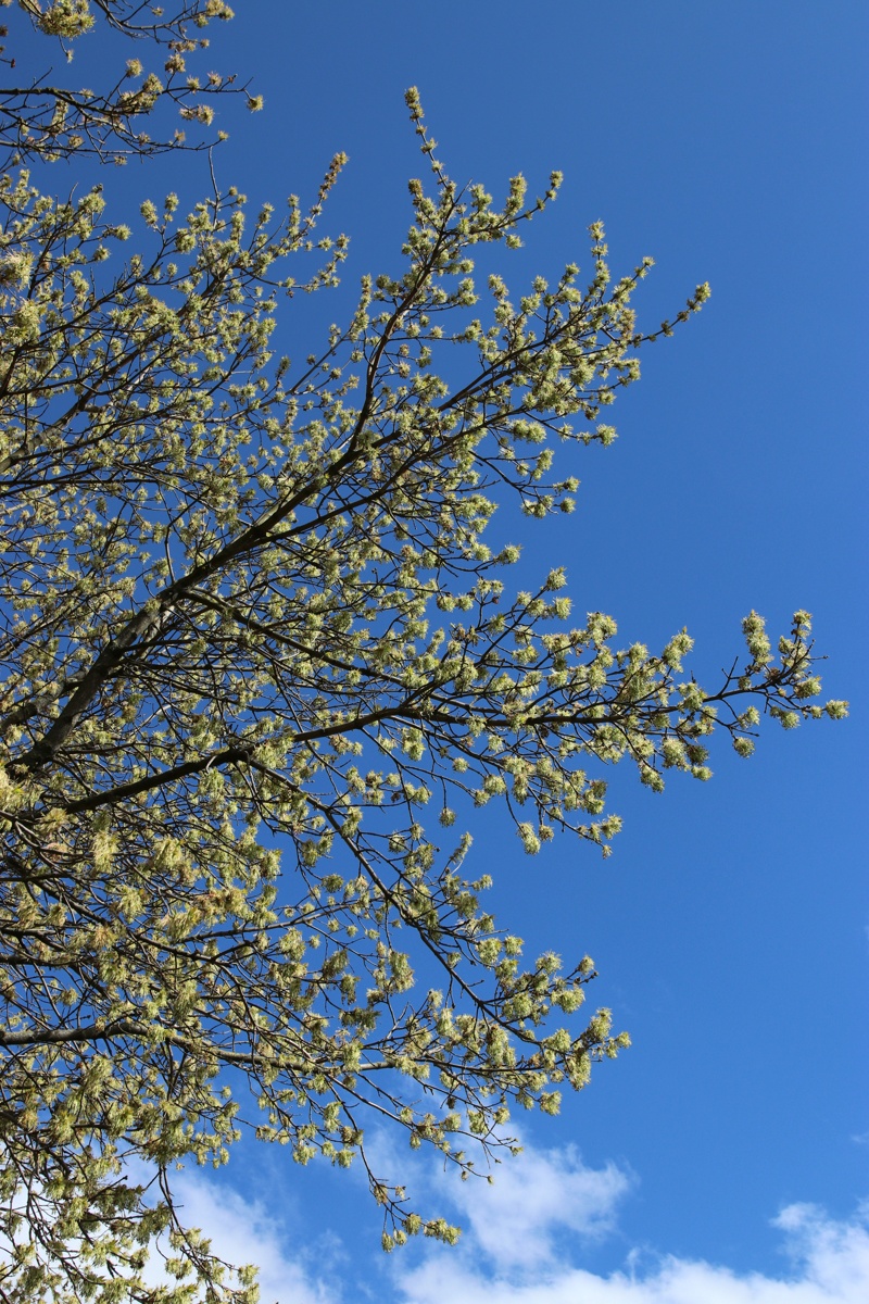 Image of Acer negundo specimen.