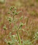 Prangos odontalgica. Верхушка генеративного пробега с нераскрывшимся соцветием. Астраханская обл., Наримановский р-н, окр. с. Николаевка, опустыненная степь, закреплённые пески. 19.04.2026.