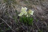 Primula ruprechtii. Цветущее растение (гипохромная форма). Кавказский биосферный запов., плато Лагонаки, хр. Каменное Море, 250 м к югу от ретранслятора, край большого карстового провала, луг. 7 мая 2025 г.
