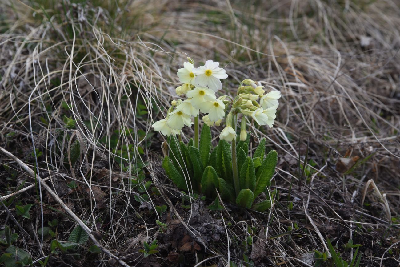 Изображение особи Primula ruprechtii.
